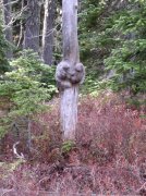 Newton Creek Oct 16 2005 054 